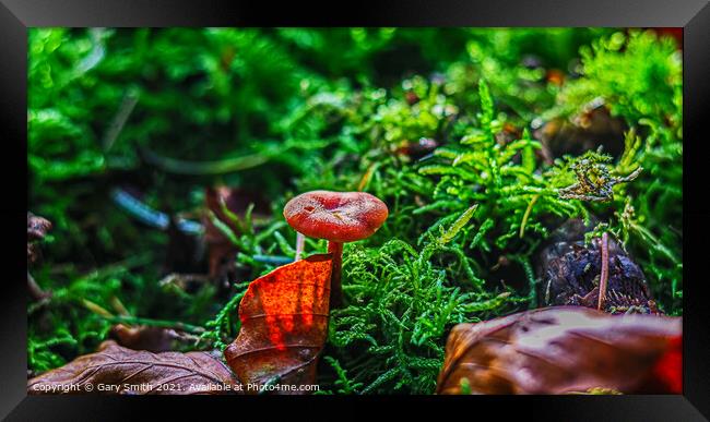 Scarlet Waxcap in Haircap Moss and Autumn Leaf  Framed Print by GJS Photography Artist