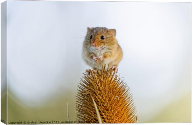 Harvest Mouse on Teasel Canvas Print by Graham Prentice