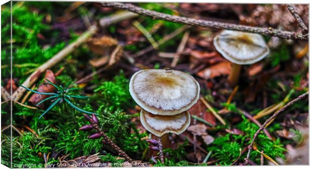 Orange Grisette Icing Sugar Canvas Print by GJS Photography Artist