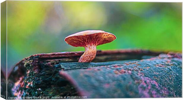 Little one Showing Off! Canvas Print by GJS Photography Artist