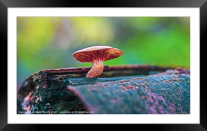 Little one Showing Off! Framed Mounted Print by GJS Photography Artist