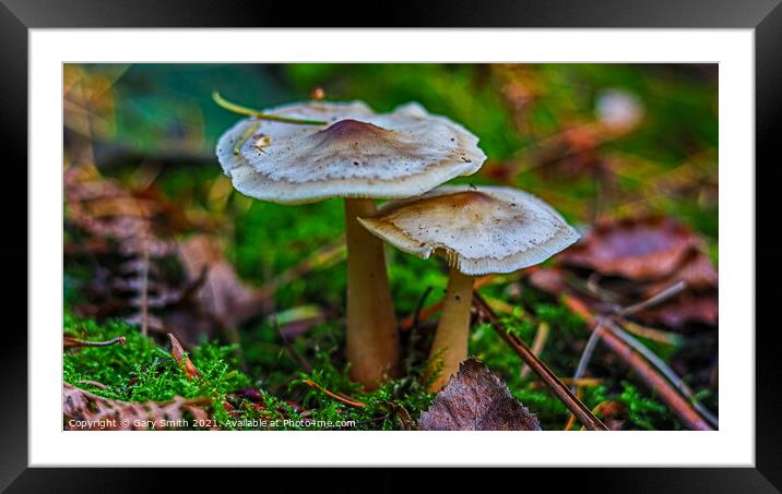 An insect taking a breather Photobomb Framed Mounted Print by GJS Photography Artist
