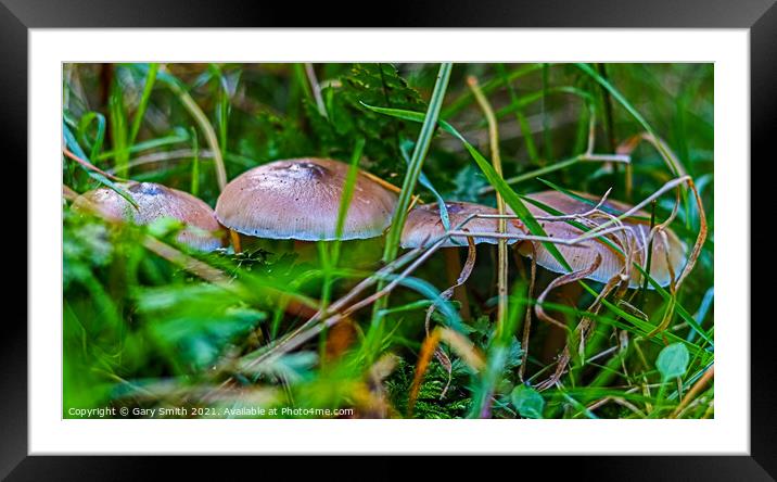 Tawny Grisette Lined Up For The Photo Framed Mounted Print by GJS Photography Artist