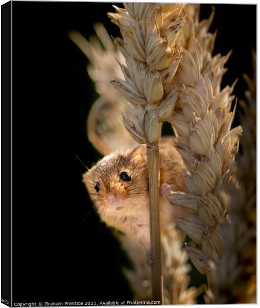 Harvest Mouse on Ear of Corn Canvas Print by Graham Prentice