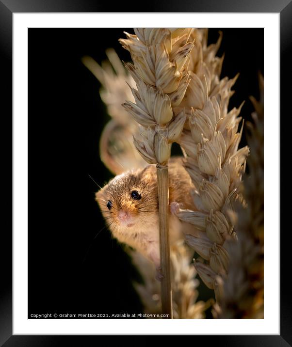 Harvest Mouse on Ear of Corn Framed Mounted Print by Graham Prentice