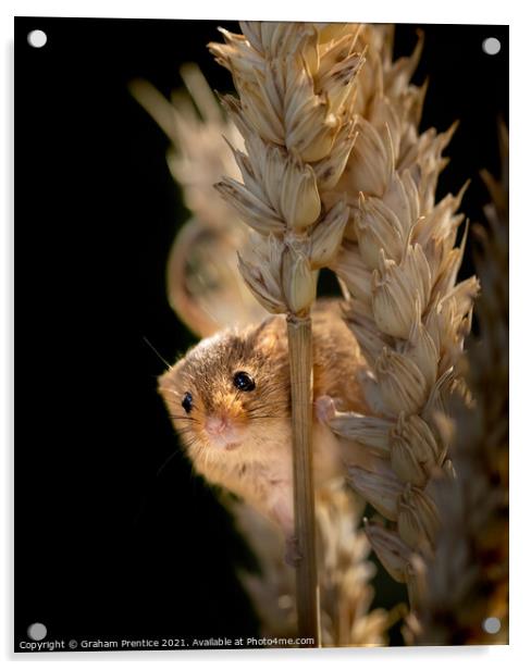 Harvest Mouse on Ear of Corn Acrylic by Graham Prentice