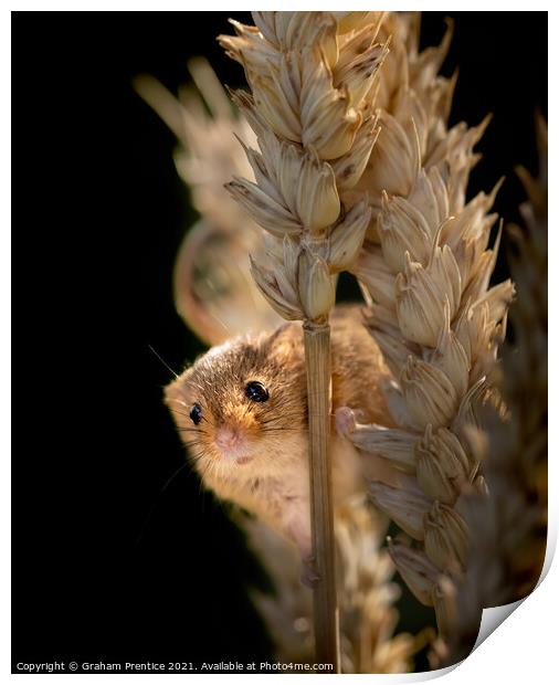 Harvest Mouse on Ear of Corn Print by Graham Prentice