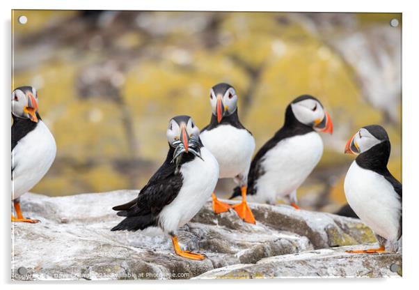 Puffin with fish on the ground on Inner Farne Island in the Farne Islands, Northumberland, England Acrylic by Dave Collins