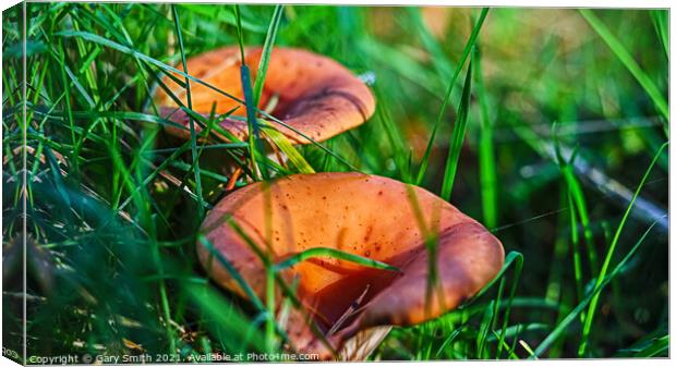 Curry Scented Milkcap  Canvas Print by GJS Photography Artist