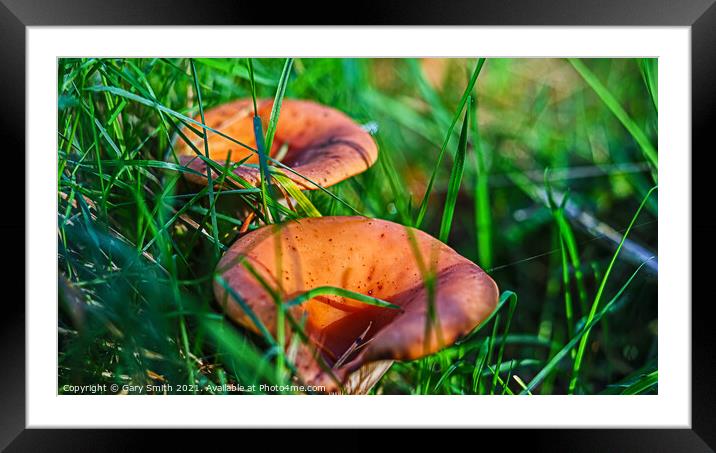 Curry Scented Milkcap  Framed Mounted Print by GJS Photography Artist