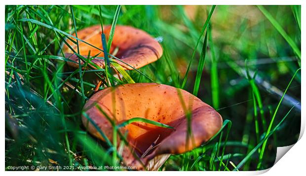 Curry Scented Milkcap  Print by GJS Photography Artist