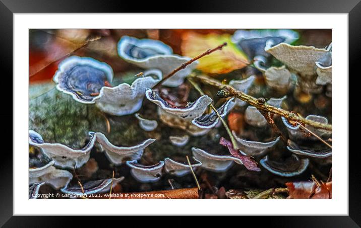 Hen of the Woods Framed Mounted Print by GJS Photography Artist