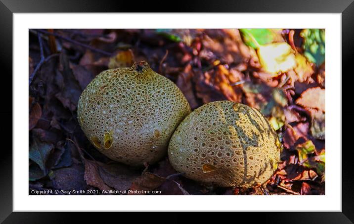 Puff Balls  Framed Mounted Print by GJS Photography Artist