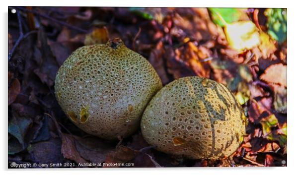 Puff Balls  Acrylic by GJS Photography Artist