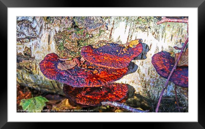 Tree Rust  Framed Mounted Print by GJS Photography Artist