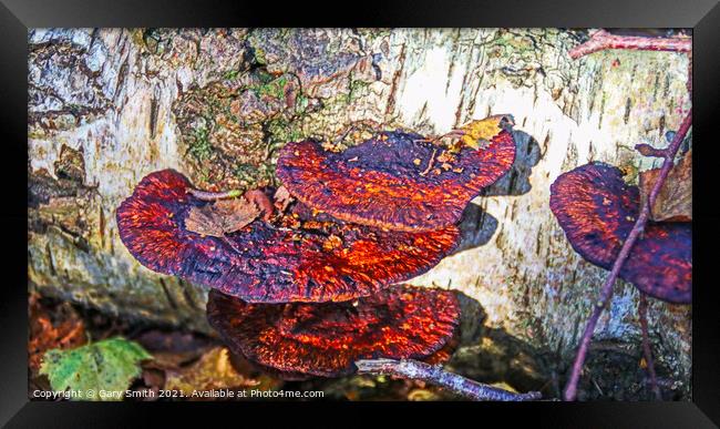 Tree Rust  Framed Print by GJS Photography Artist