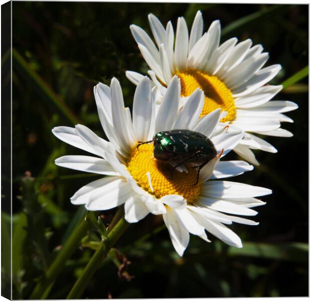 Beetle on Daisy Canvas Print by Joyce Storey