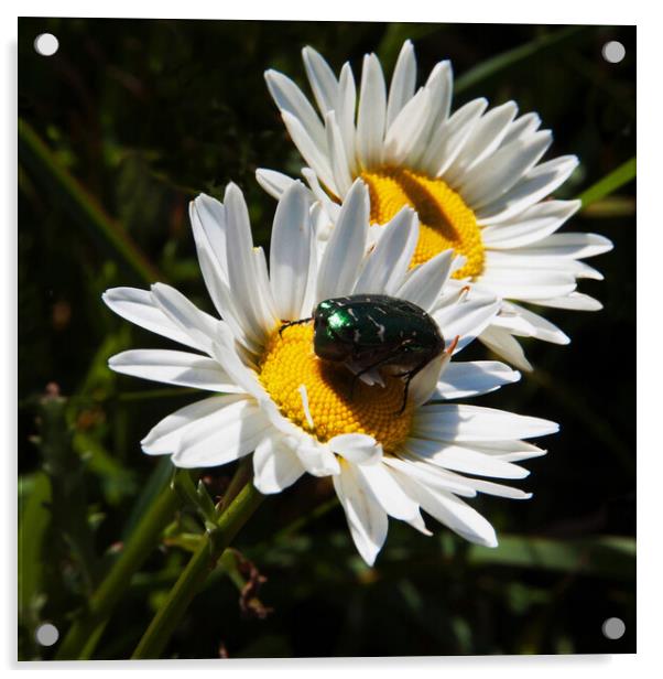Beetle on Daisy Acrylic by Joyce Storey