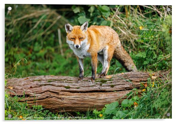 Fox Standing on Log Acrylic by Graham Prentice