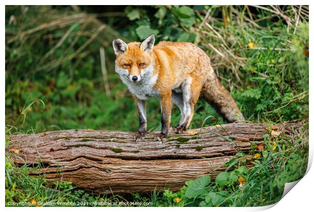 Fox Standing on Log Print by Graham Prentice