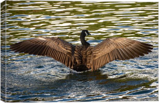 Canada Goose spreading its wings Canvas Print by Geoff Storey