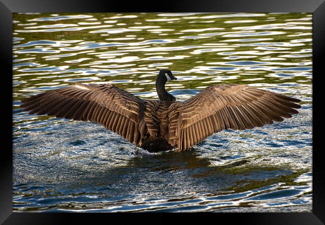 Canada Goose spreading its wings Framed Print by Geoff Storey