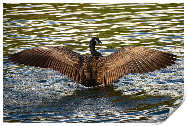 Canada Goose spreading its wings Print by Geoff Storey