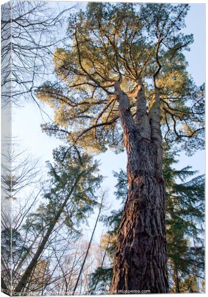 Looking up to the tree canopy Canvas Print by Elaine Hayward