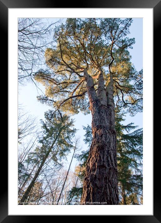 Looking up to the tree canopy Framed Mounted Print by Elaine Hayward