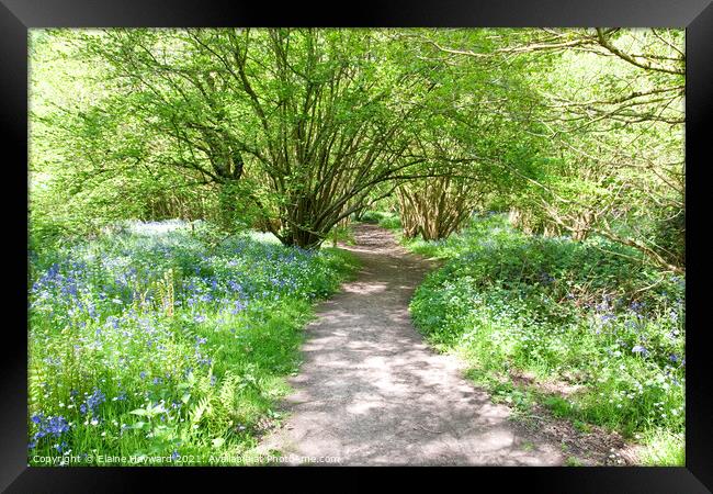 West Bergholt woodland walk through the bluebells Framed Print by Elaine Hayward