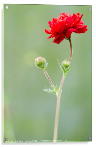 Geum red flower Acrylic by Elaine Hayward