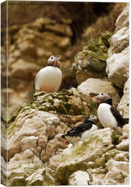 PUFFIN TOWERS Canvas Print by andrew saxton