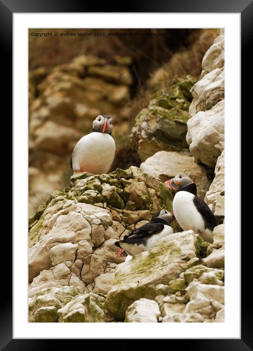 PUFFIN TOWERS Framed Mounted Print by andrew saxton