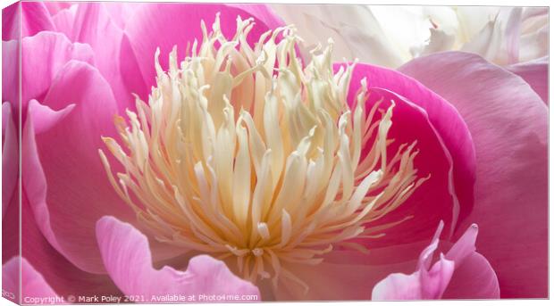 Pink Peony in Bloom Canvas Print by Mark Poley