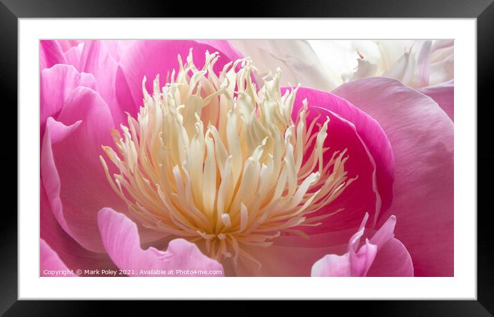 Pink Peony in Bloom Framed Mounted Print by Mark Poley