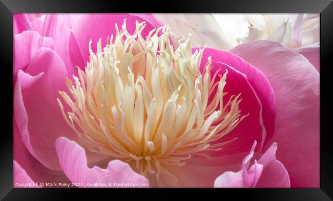 Pink Peony in Bloom Framed Print by Mark Poley