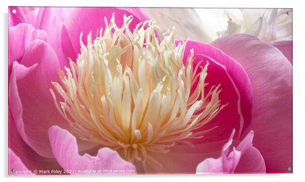 Pink Peony in Bloom Acrylic by Mark Poley