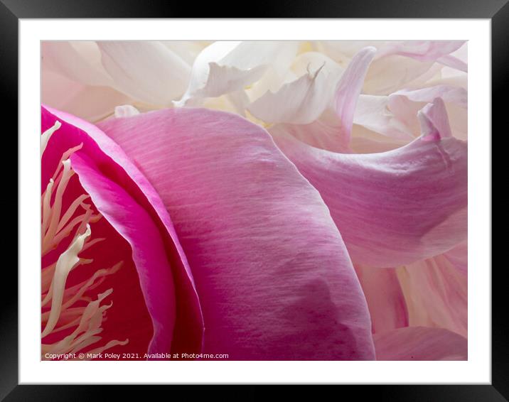 Peony Petals  Framed Mounted Print by Mark Poley