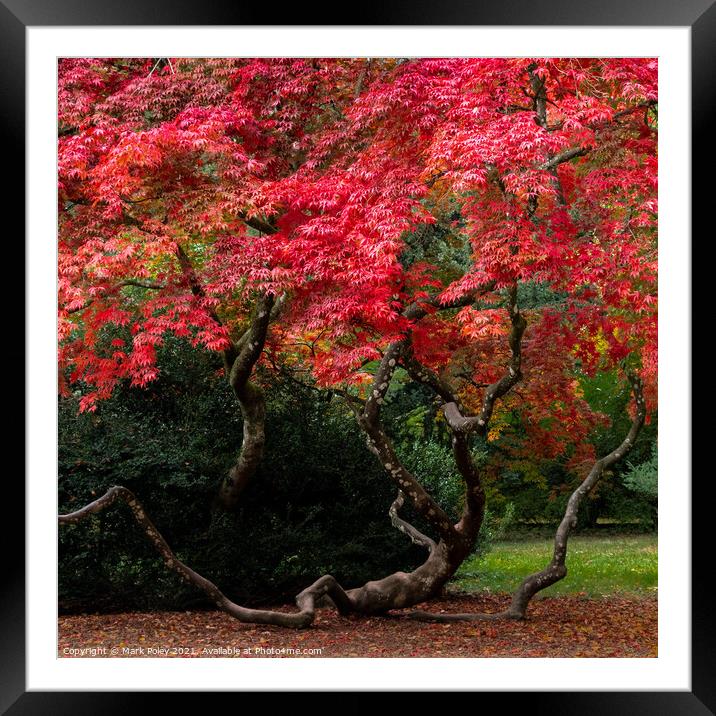Twists and turns of a flourishing Acer Framed Mounted Print by Mark Poley