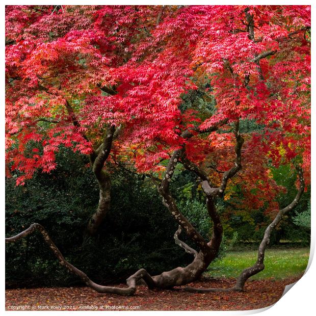 Twists and turns of a flourishing Acer Print by Mark Poley