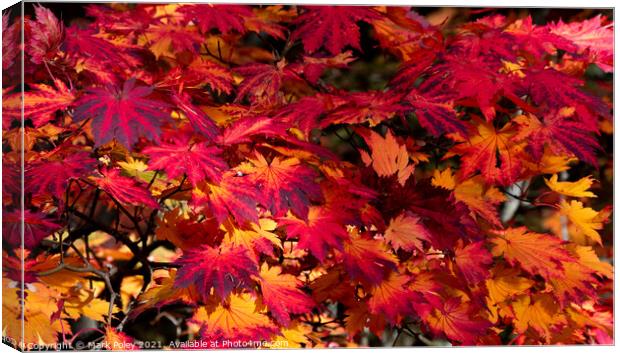 Autumn Maple Leaves in Red and Yellow Canvas Print by Mark Poley