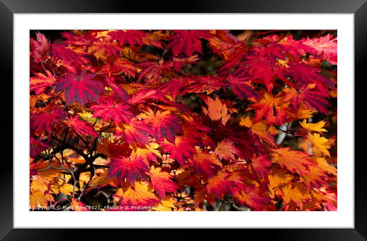Autumn Maple Leaves in Red and Yellow Framed Mounted Print by Mark Poley