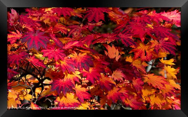 Autumn Maple Leaves in Red and Yellow Framed Print by Mark Poley