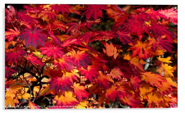 Autumn Maple Leaves in Red and Yellow Acrylic by Mark Poley