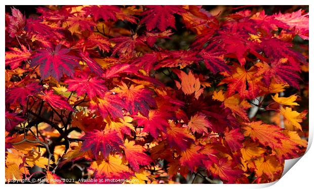 Autumn Maple Leaves in Red and Yellow Print by Mark Poley