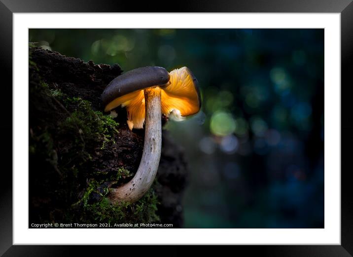 Mystical midnight mushroom Framed Mounted Print by Brent Thompson