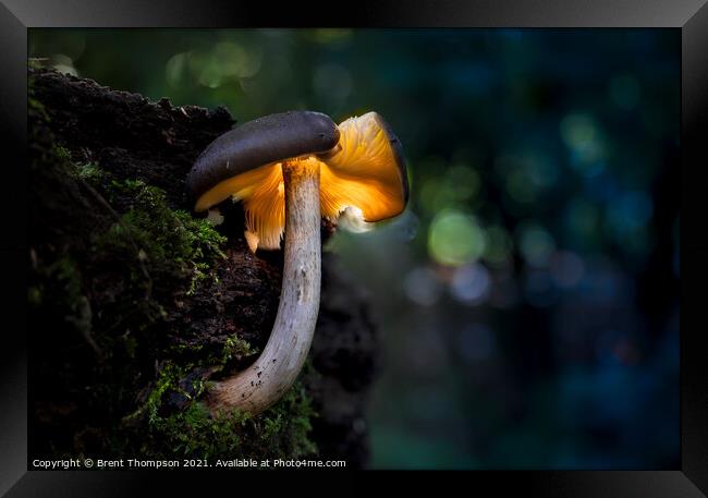 Mystical midnight mushroom Framed Print by Brent Thompson