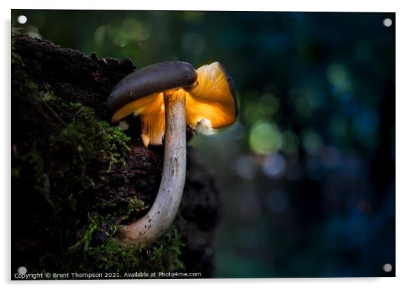 Mystical midnight mushroom Acrylic by Brent Thompson