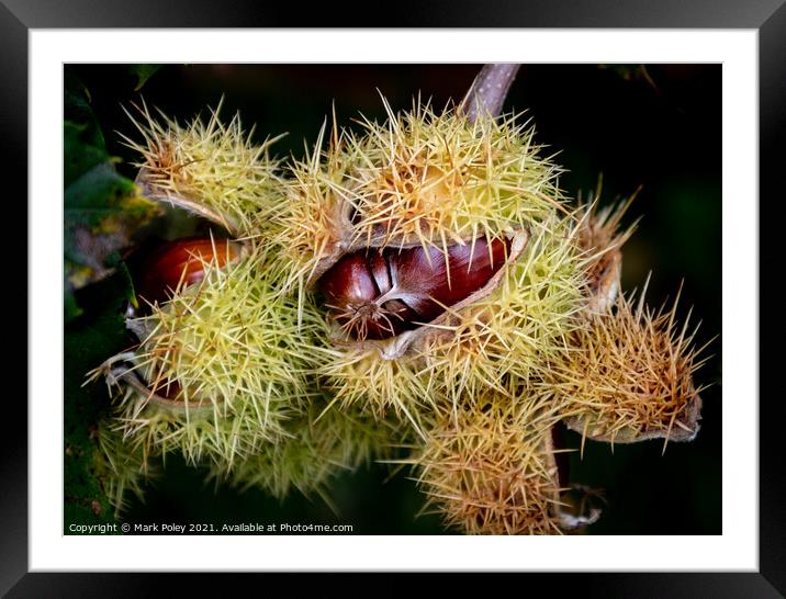 Sweet Chestnuts bursting out of their capsules  Framed Mounted Print by Mark Poley