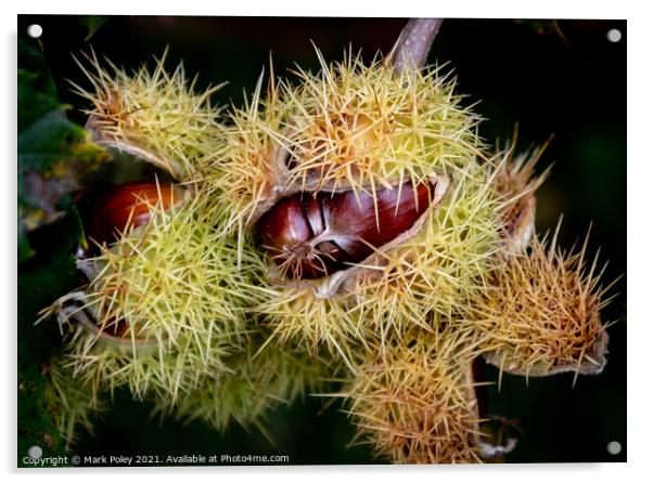 Sweet Chestnuts bursting out of their capsules  Acrylic by Mark Poley
